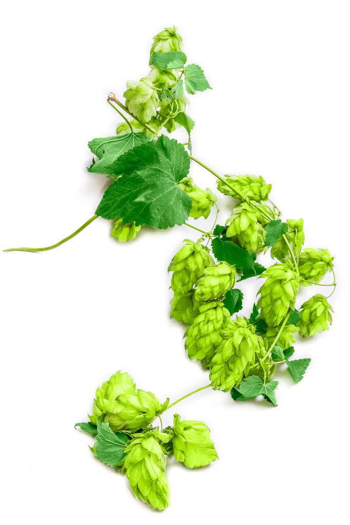 酒花枝Branch of hops