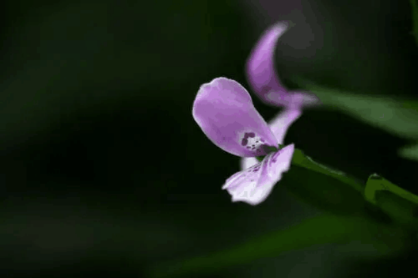 辣椒七