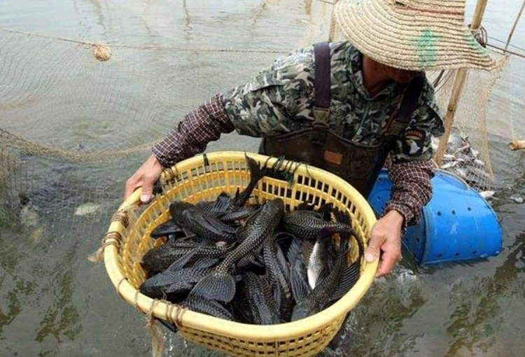 清道夫鱼