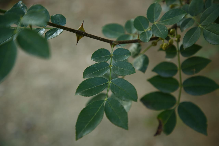 花椒