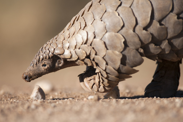 穿山甲寻找蚂蚁Pangolin looking for ants.jpeg