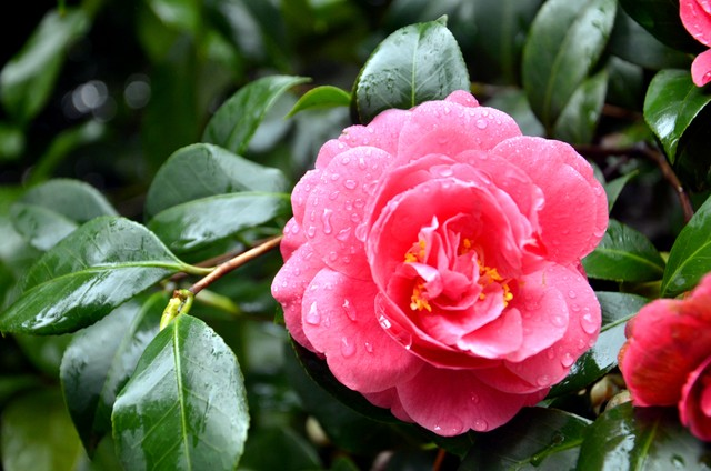 春天雨后山茶花