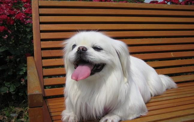 京巴犬