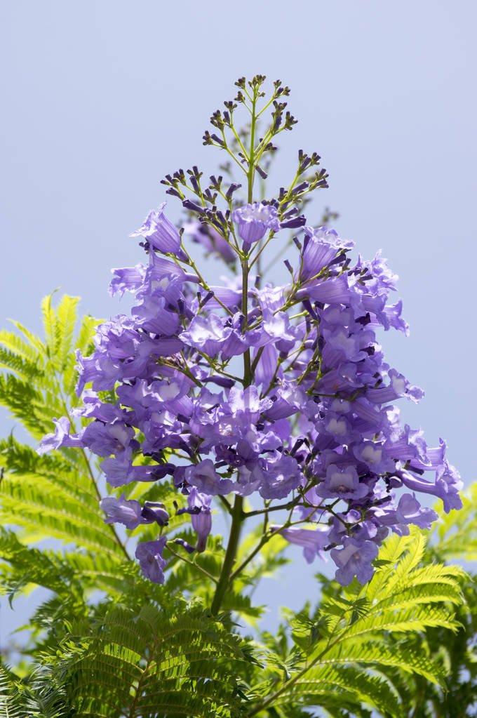 开着令人惊叹的蓝色紫罗兰花的蓝花楹Jacaranda mimosifolia tree in bloom with amazing blue violet flowers