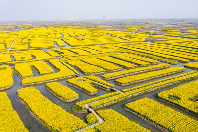 航拍中国泰州兴化千垛水上油菜花
