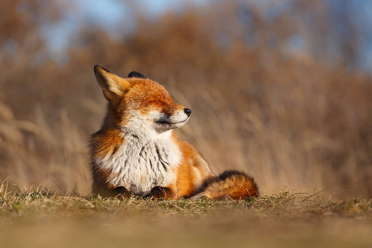 享受阳光的狐狸fox enjoying the sunshine.jpeg