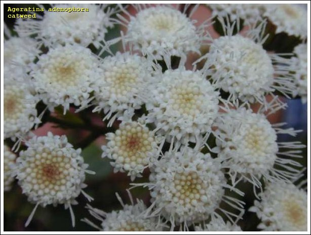 紫茎泽兰-花（白色）.png