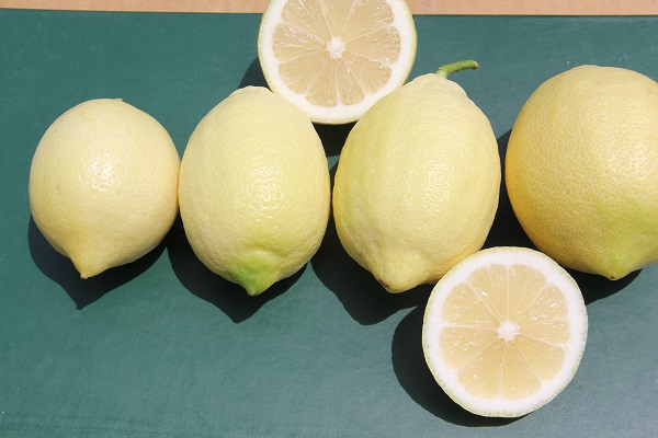 瑞丽柠檬.jpeg