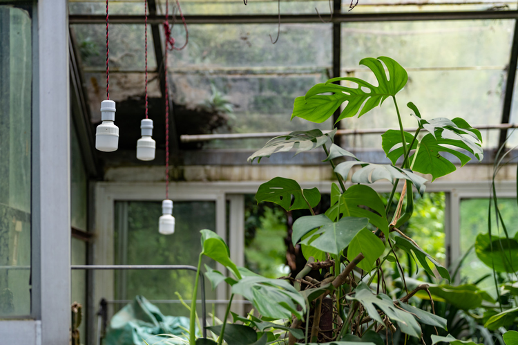 中国科学院武汉植物园