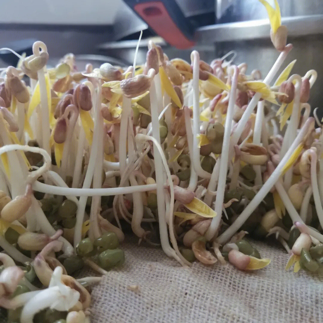 发豆芽