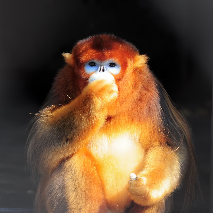 金丝猴