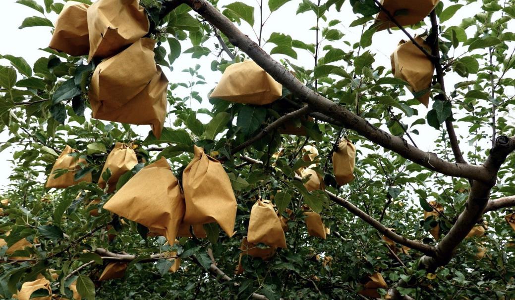 宜川：农业品牌化成经济发展新动能