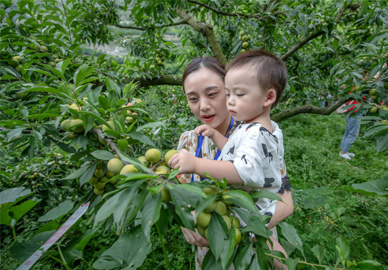 十年茂县李 羌山尽欢颜