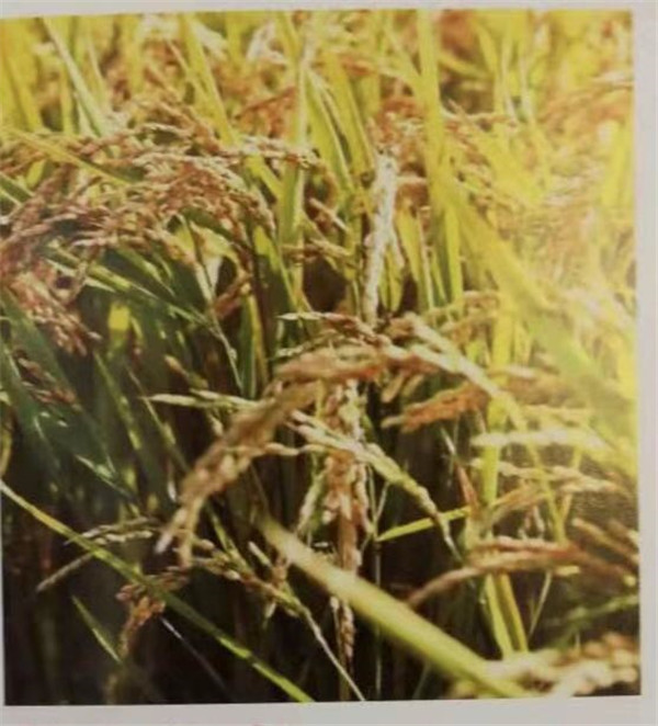 不忘初心 真诚前行——全国粮食经纪人模范个人舒仁德的先进事迹