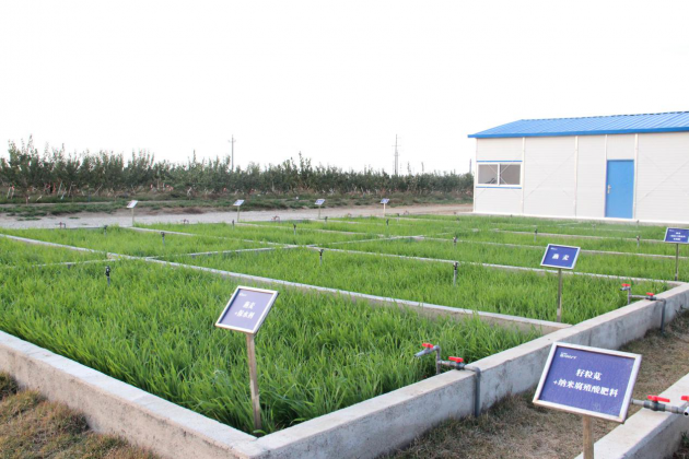 科学合理开发利用盐碱地，胜伟集团开启中国草饲畜牧业发展新契机