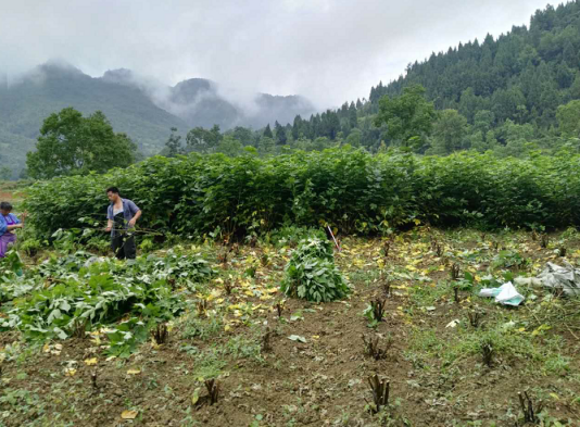 杂交构树：以树代粮 打造优质构香猪 助力健康财富双丰收！