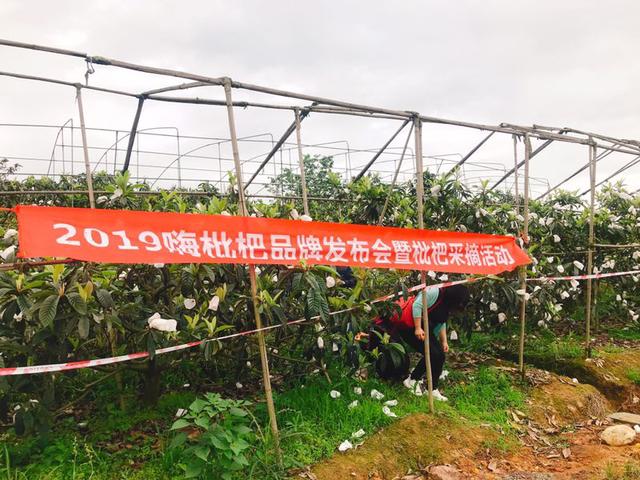 2019嗨枇杷品牌发布会暨枇杷采摘活动在hi枇杷智慧农业基地隆重举行