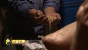 高原脱贫的“金种子”：都市新贵青稞助力脱贫致富