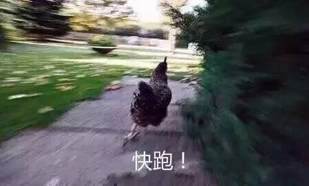 两只鸡被城管扣押后死了 当事人：活要见鸡，死要见尸