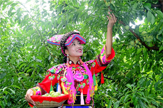 十年茂县李 羌山尽欢颜