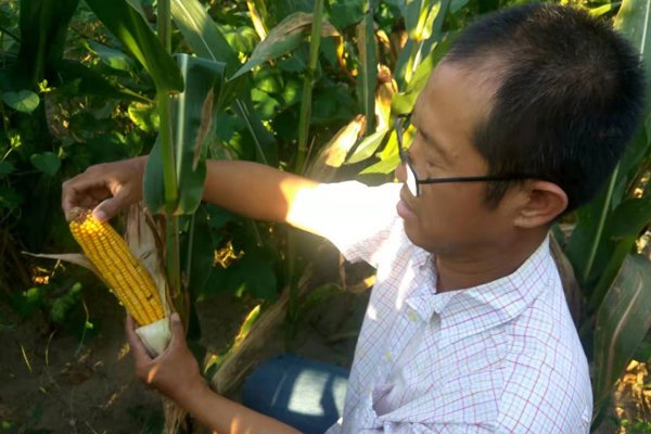 首位提出糯玉米入主食的中国农业专家