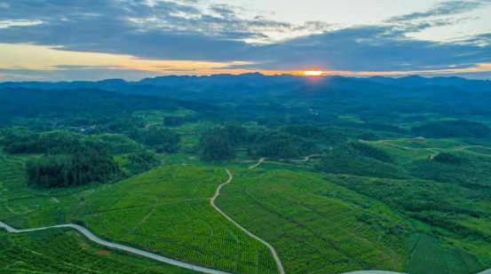 种桑养蚕有望成为长江经济带生态修复重要模式