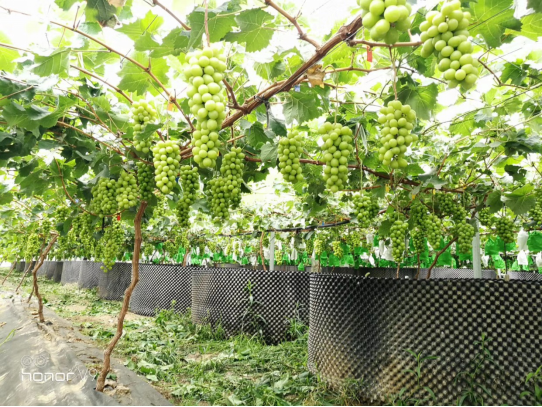 三润集团智慧农业解决方案 产业富民把扶贫落到实处