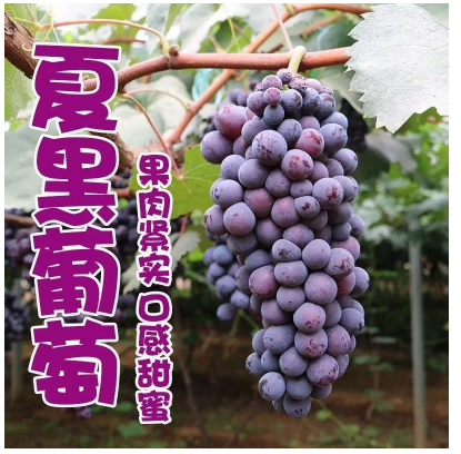 密云农业丨这里有一份自然健康的中秋礼单了解下！