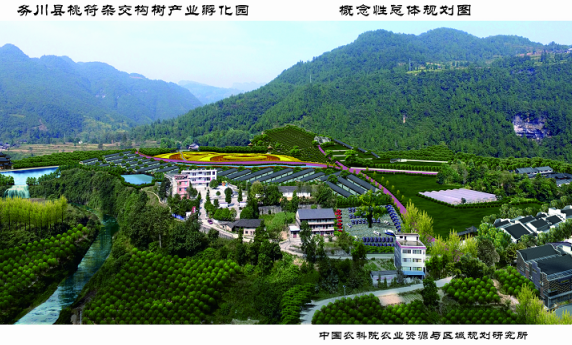 杂交构树：以树代粮 打造优质构香猪 助力健康财富双丰收！