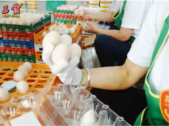石灵鸡蛋：只有好的品质才能留住老客户，吸引新客户