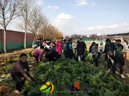 胶州市沙梁小学开展“走进田园 收获快乐”活动