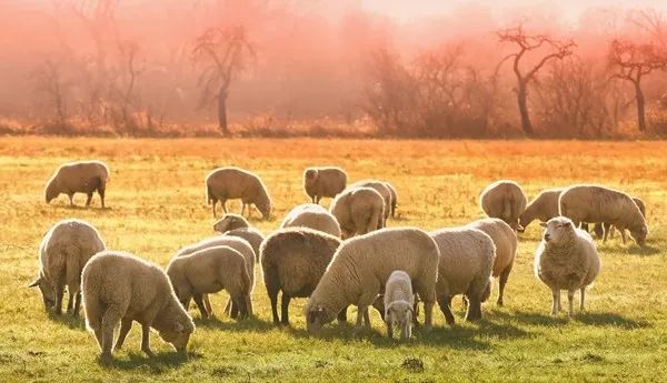 黑龙江发生疑似羊炭疽疫情，1人临床诊断为疑似病例