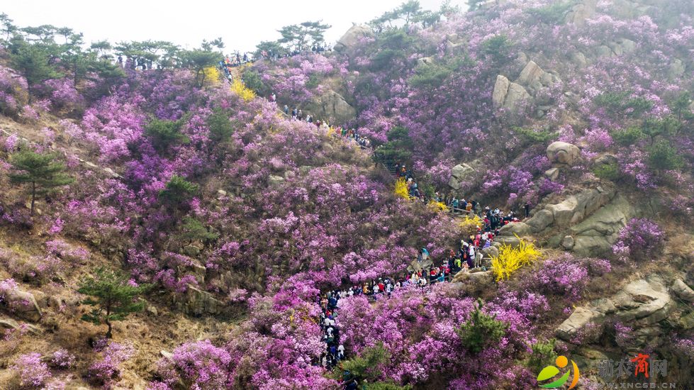 杜鹃花引来大批游客.jpg