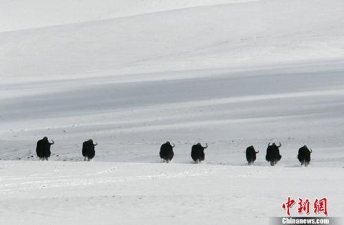 可可西里鼓浪屿双双申遗成功 “世遗”应如何保护？