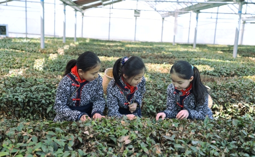 聚焦中国农业70年 昌盛日电光伏+农业创新模式为农业发展培植厚土