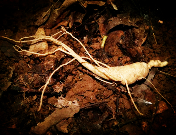 熊抱参传承古法,重振八旗制参