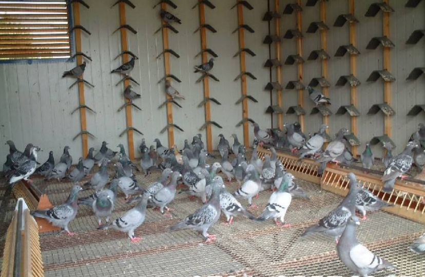 田富丰鸽子的场地规划-鸽子养殖