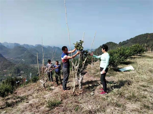 山江情生态农业开发有限公司旗下红薯干投放市场备受广大消费者青睐
