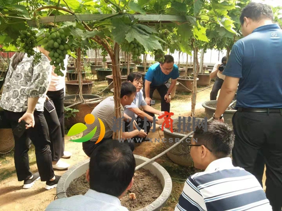 平度仁兆“庄户学院”搬进大棚 文明实践活起来