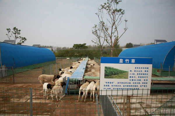 安徽定远：聚焦乡村振兴战略谱写绿色发展新篇章