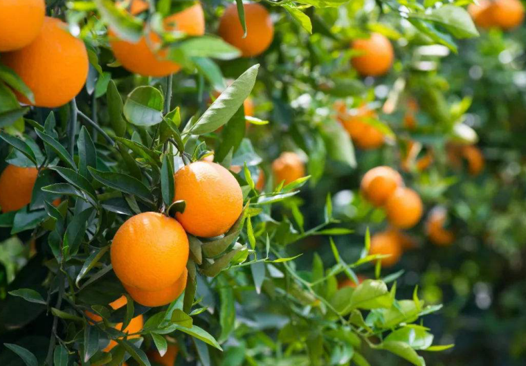 果e站水果招商：致力打造时尚新零售+智慧水果店