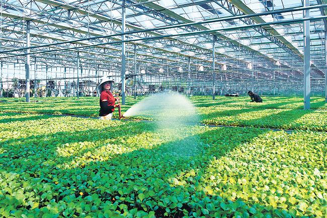 设施蔬菜助脱贫