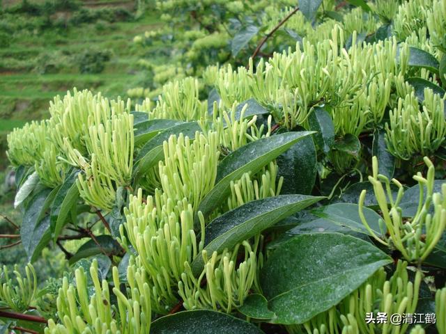 金银花病虫害防治图片