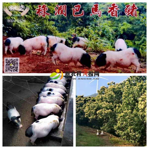 禄润生态农业发展有限公司荣获山东省“AAA级放心企业”称号