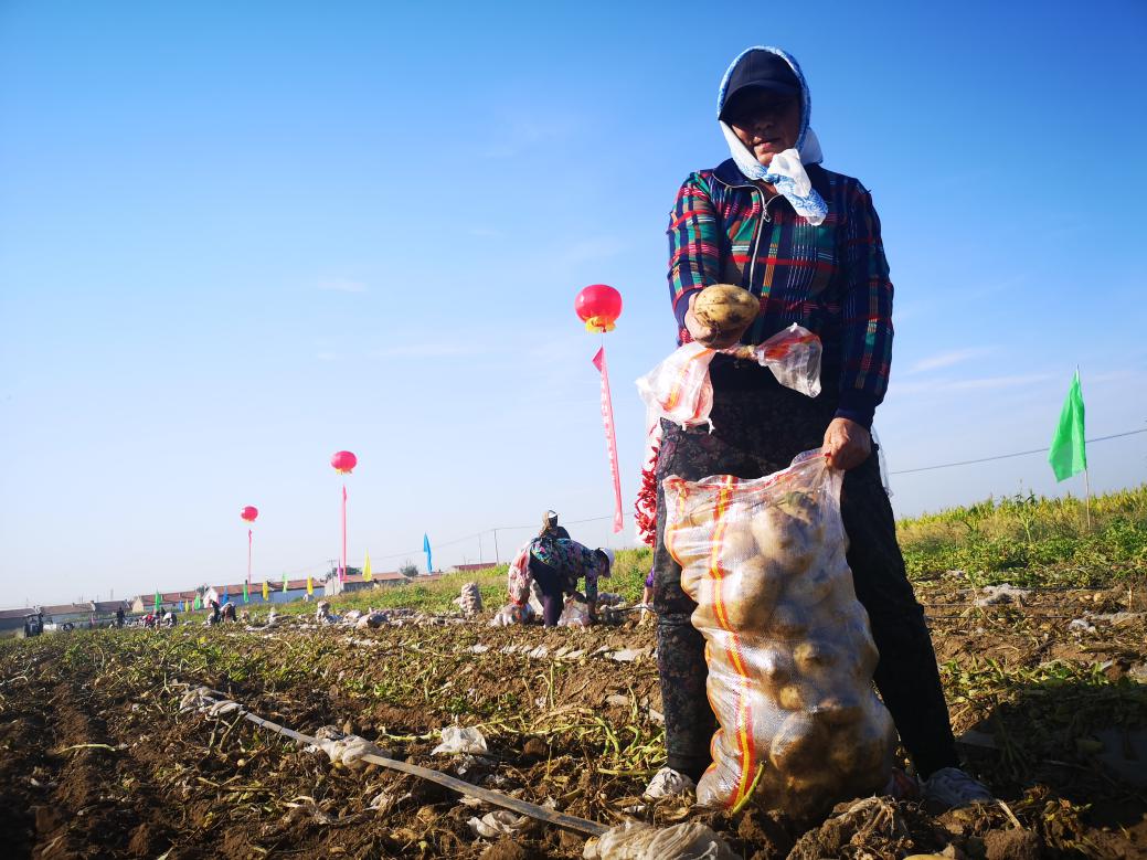 黄金满地，数不胜薯，察右前旗土豆“远嫁”南方