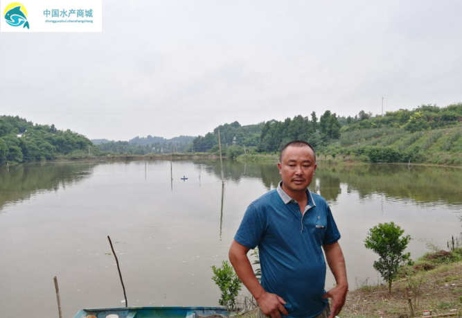 资阳市杨氏鱼苗养殖基地入驻中国水产商城，打破固有市场销售模式