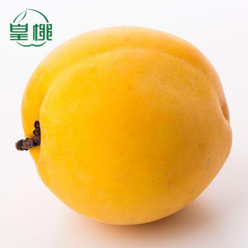 一年只卖20天的玉屏黄桃，晚收一个月只为更好吃！