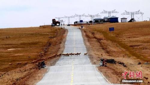 可可西里申遗背后：连续8年未发生藏羚羊盗猎案