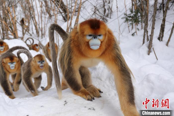 神农架国家公园：大规模人工补食助野生动物越冬