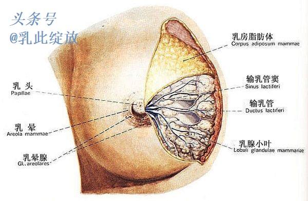 乳房就像一棵倒着的小树，乳头是数的树干，乳腺小叶是树叶，周围连接的树枝就是乳管及韧带。2、乳房是否丰